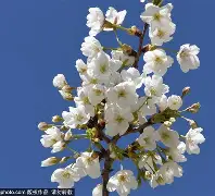 大阪钢巴vs大阪樱花预测